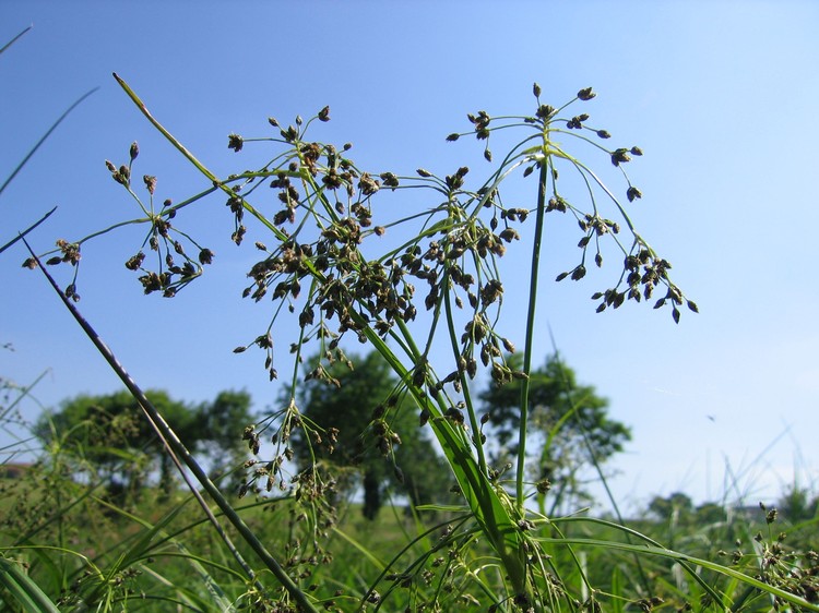 Scirpus sylvaticus